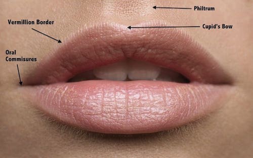 lips diagram